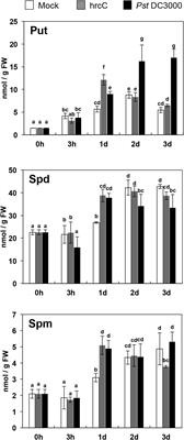 The Polyamine Putrescine Contributes to H2O2 and RbohD/F-Dependent Positive Feedback Loop in Arabidopsis PAMP-Triggered Immunity